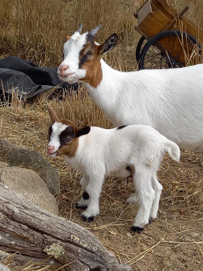 Le Domaine De La Petite Chevre Villa Ploumagoar Eksteriør billede