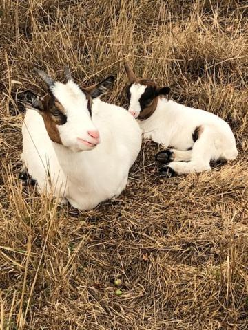 Le Domaine De La Petite Chevre Villa Ploumagoar Eksteriør billede