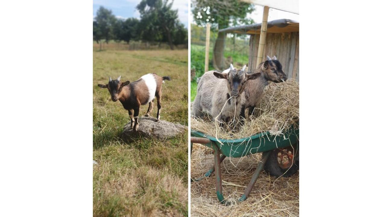 Le Domaine De La Petite Chevre Villa Ploumagoar Eksteriør billede